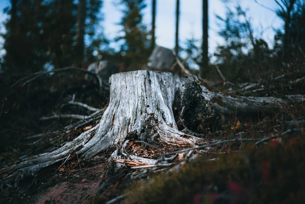 Cut tree stump showing the wood grain and surrounding ground