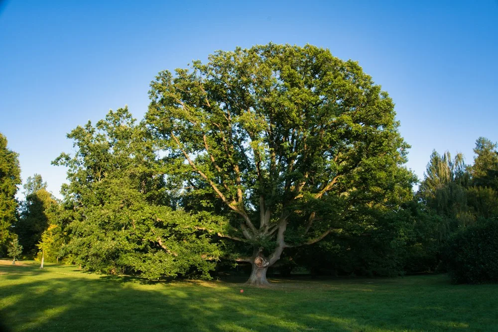 Broad green canopy of a mature oak tree